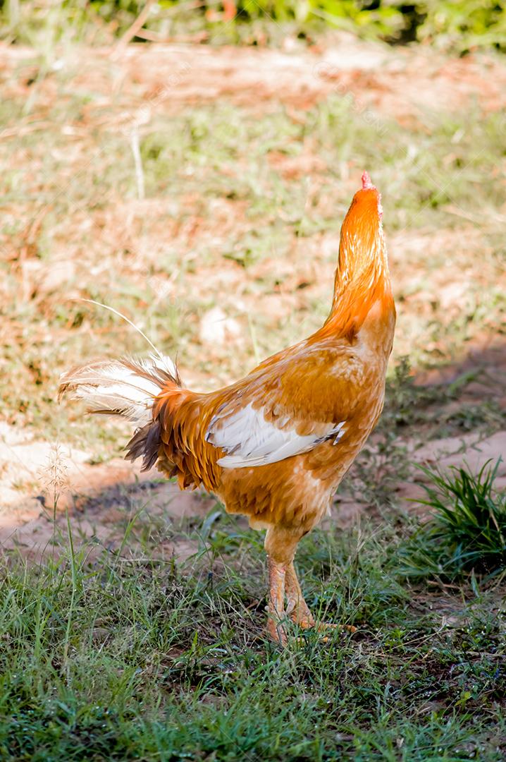Animal galinha andando sobre terreno fazenda