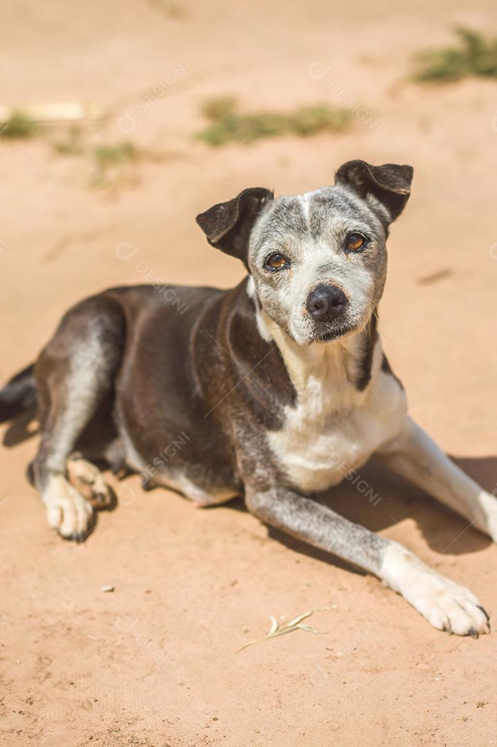 Animal cachorro deitado sobre chão