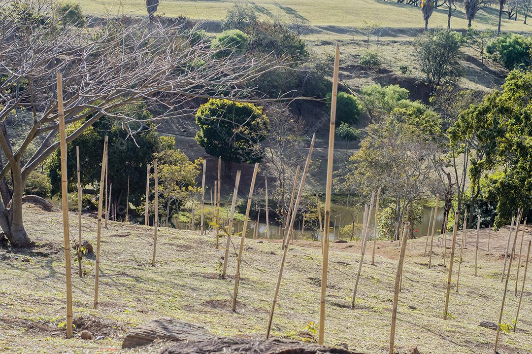 Parque com árvores plantadas e madeira marcando sua localização