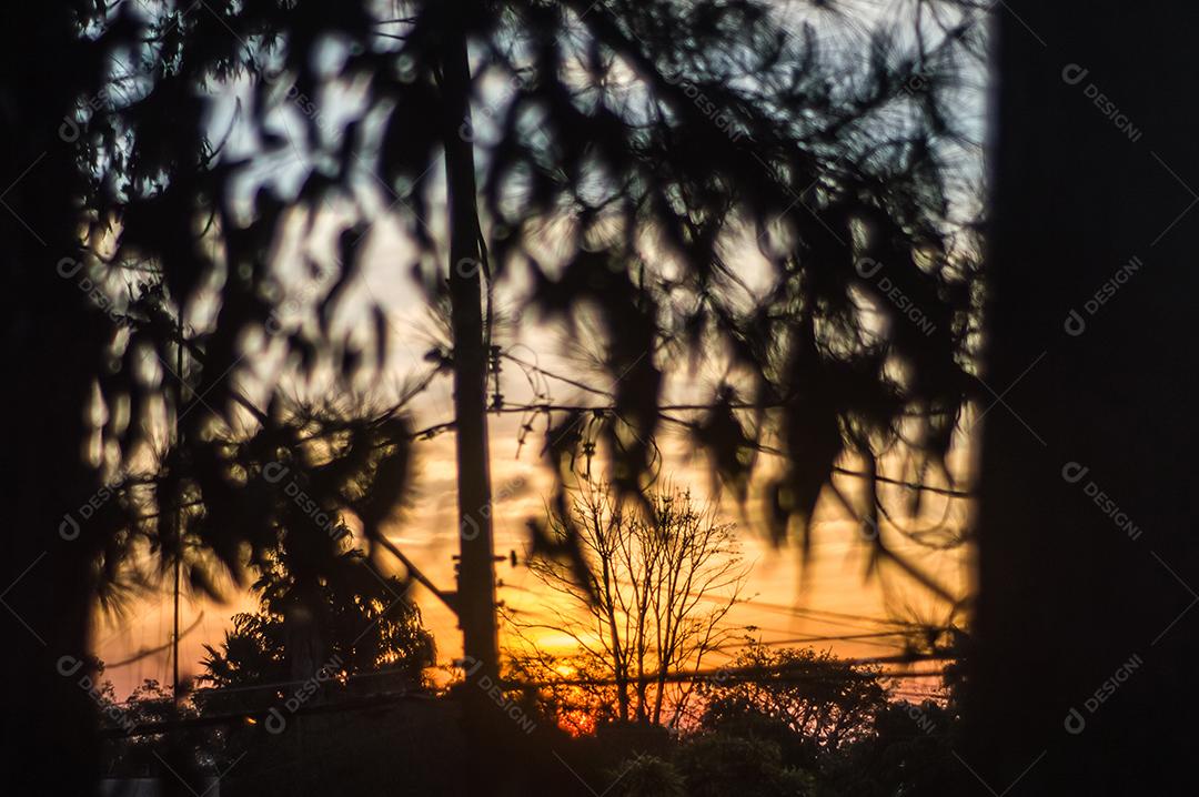 Sombras de árvores com pôr do sol ao fundo e uma árvore no meio