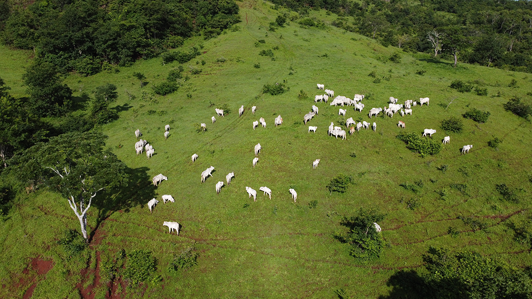 Imagem aérea de linda fazenda com vários bois gados bovinos