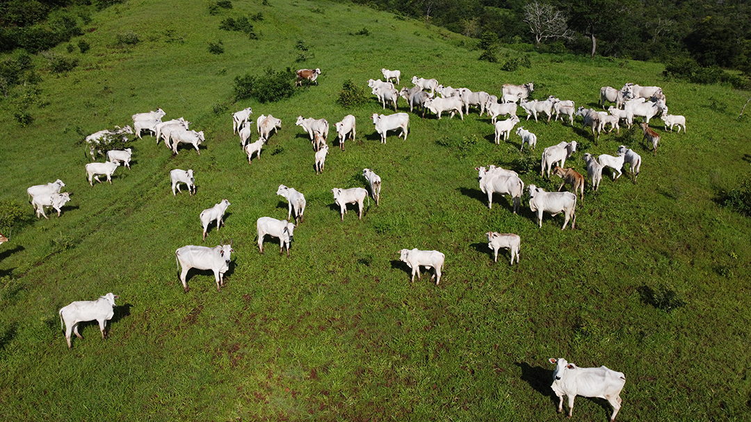 Imagem aérea de linda fazenda com vários bois gados bovinos