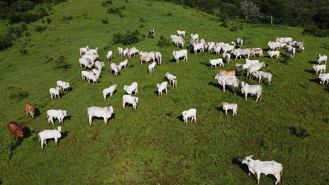 Imagem aérea de linda fazenda com vários bois gados bovinos