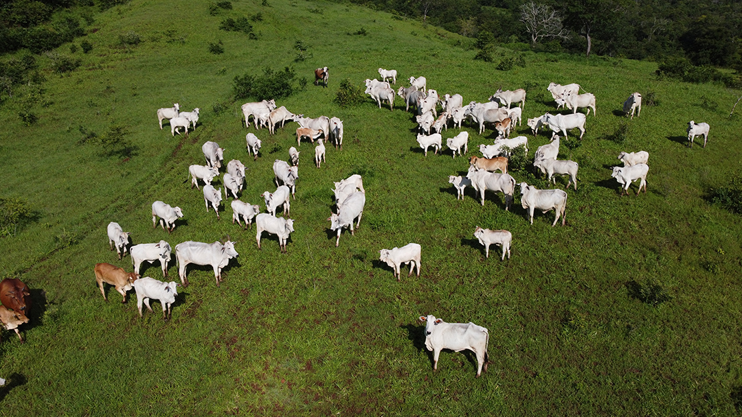 Imagem aérea de linda fazenda com vários bois gados bovinos agropecuária