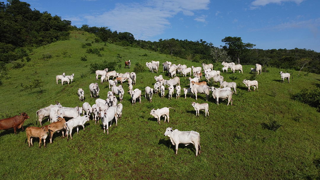 Imagem aérea de linda fazenda com vários bois gados bovinos agropecuária