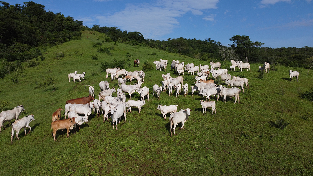 Imagem aérea de linda fazenda com vários bois gados bovinos agropecuária