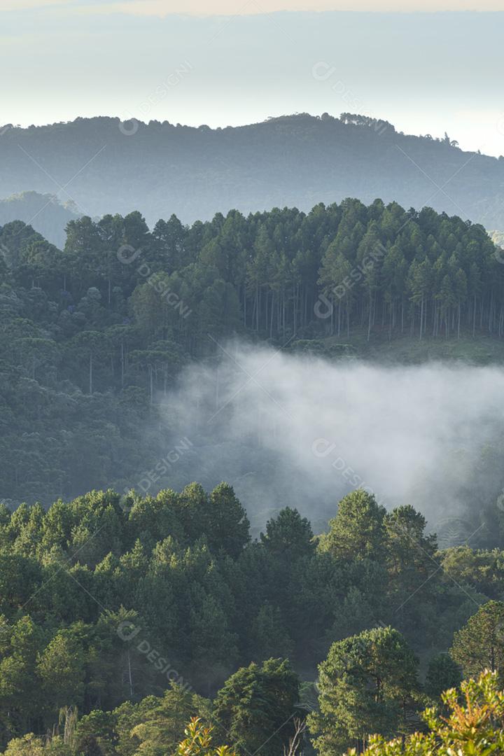 Pinheiros em uma floresta de altitude nebulosa no Brasil