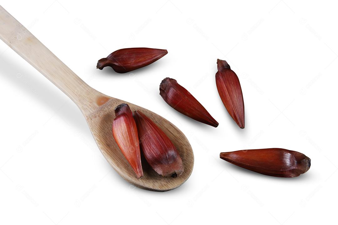 Sementes de araucária típicas usadas como condimento na culinária brasileira