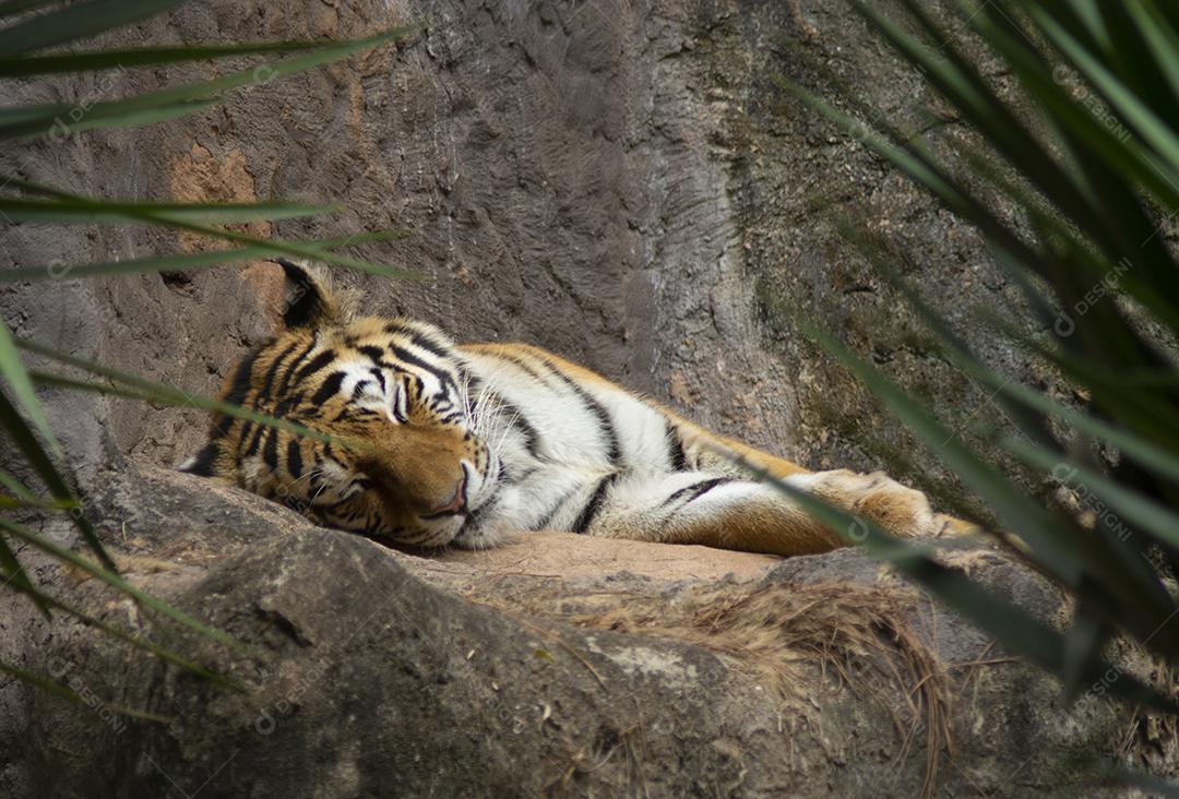 Tigre dormindo sobre uma pedra