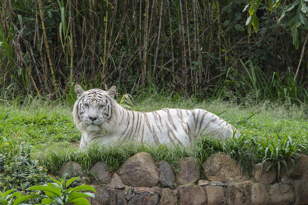 Tigre branco deitado na grama.