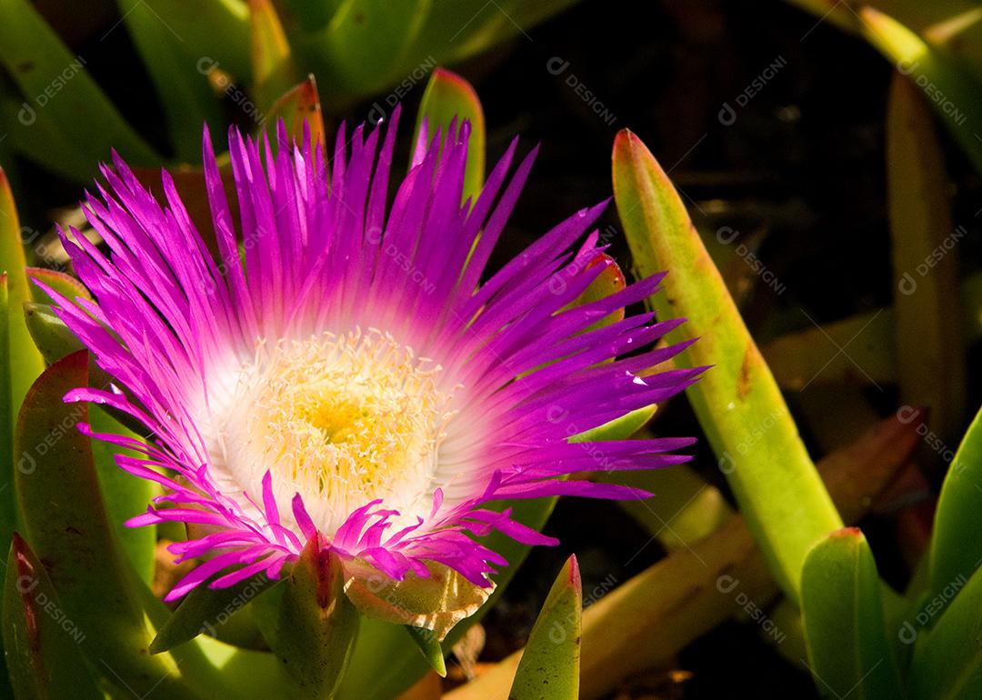 flores,praia do santinho , costão do santinho, florianópolis, sc