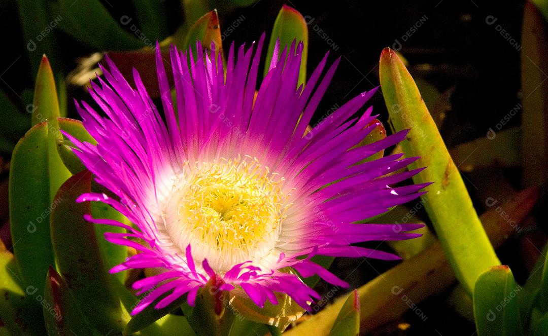 flores,praia do santinho , costão do santinho, florianópolis, sc