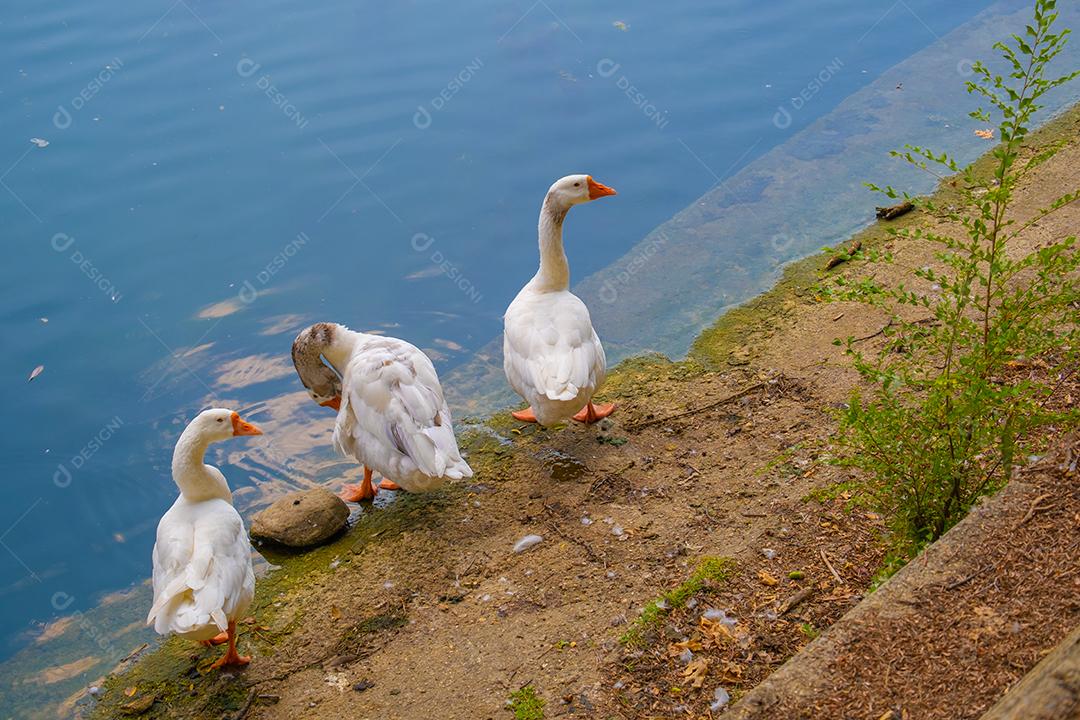 Vista de cisnes nas margens do rio Po em Turim.