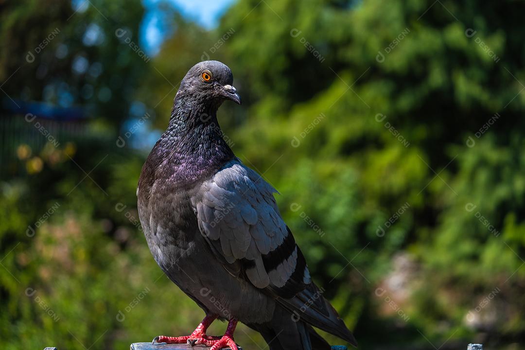 Vista próxima do belo pombo com floresta ao fundo no parque de Turim