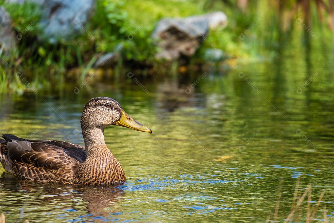 Pato na lagoa no parque.