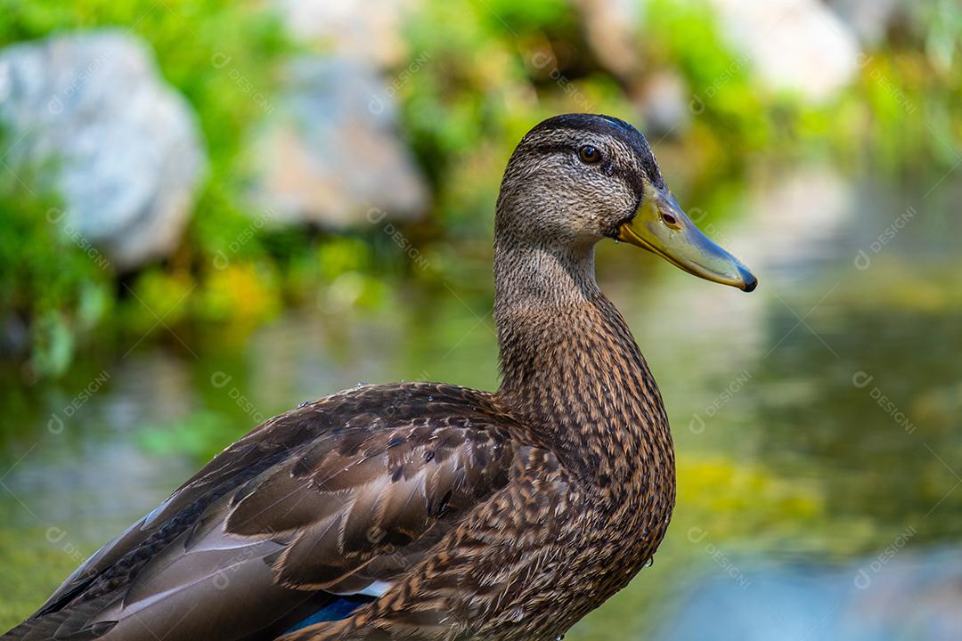Pato na lagoa no parque.