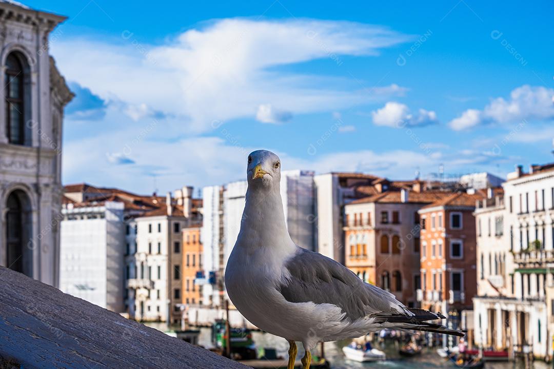 Bela vista da cabeça de uma gaivota com Veneza ao fundo.