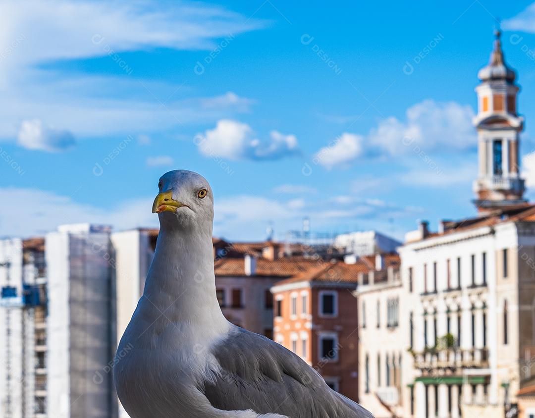 Bela vista da cabeça de uma gaivota com Veneza ao fundo.