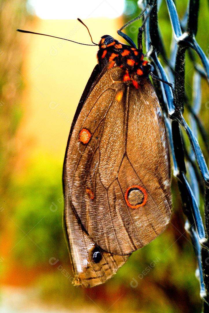 Insetos borboleta sobre fundo desfocado