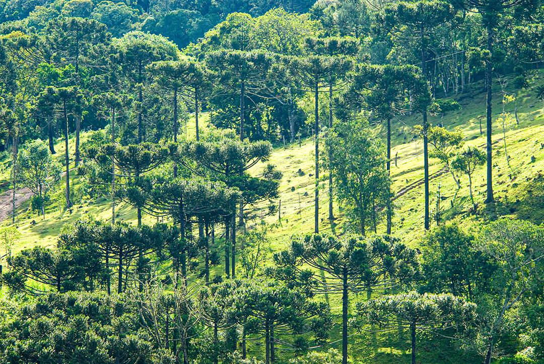 Paisagem floresta arvores sobre penhasco