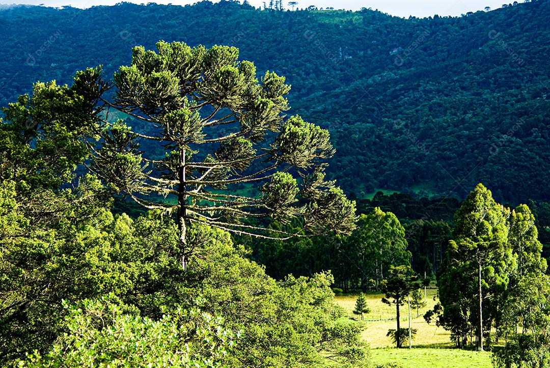 Paisagem floresta arvores sobre penhasco