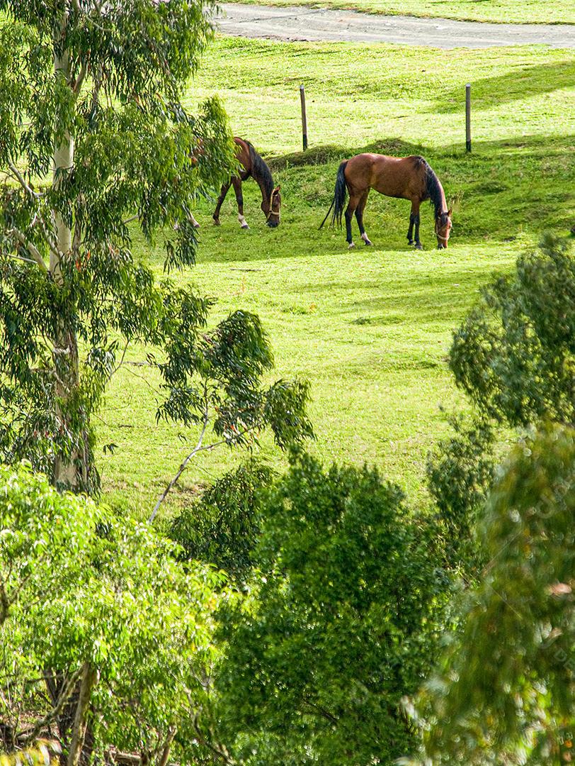 Paisagem floresta arvores sobre penhasco