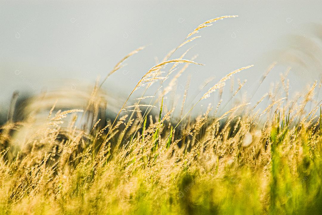 Paisagem floresta arvores sobre penhasco
