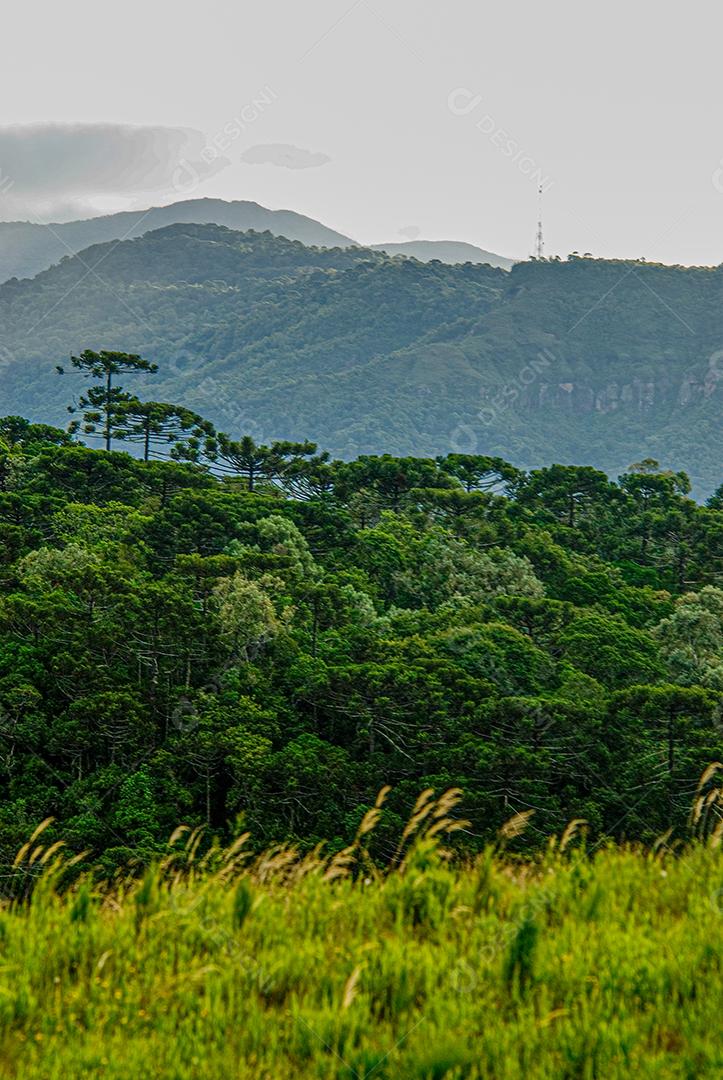Paisagem floresta arvores sobre penhasco