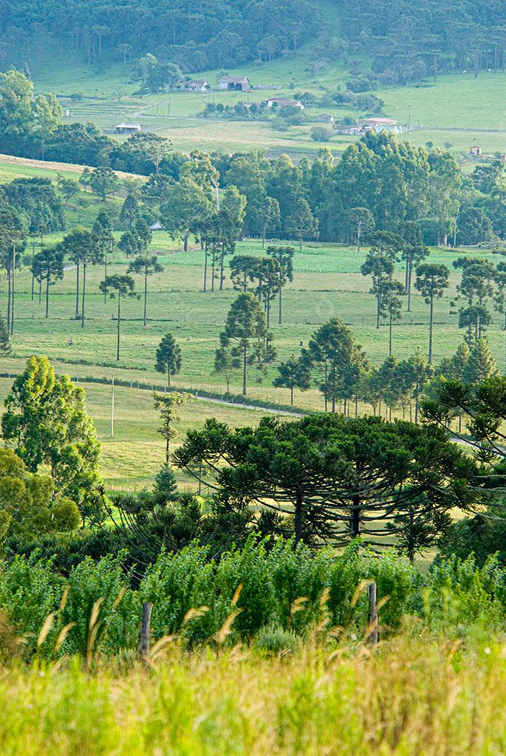 Paisagem floresta arvores sobre penhasco