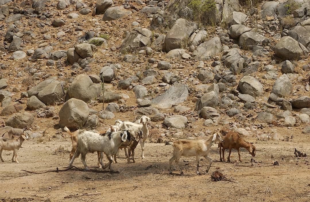 Cabras na região do Cariri, de clima semiárido, no bioma Caatinga brasileiro. Sumé, Paraíba, Brasil