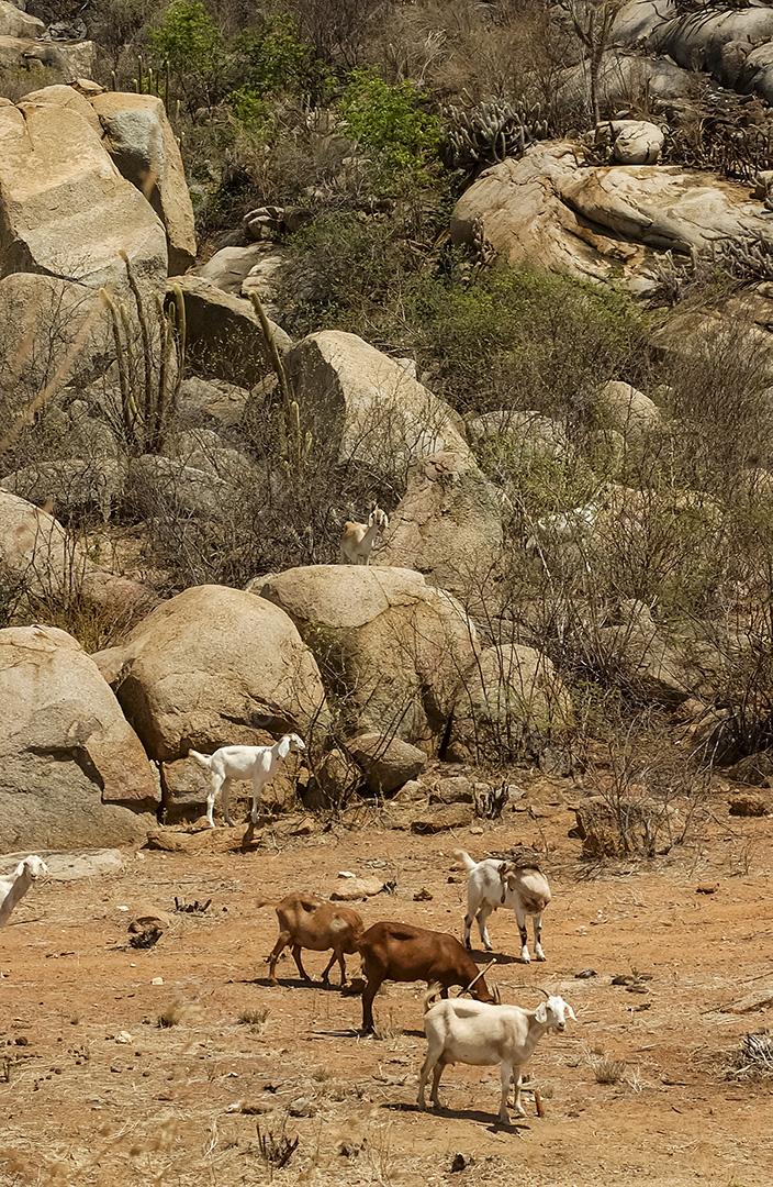 Cabras na região do Cariri, de clima semiárido, no bioma Caatinga brasileiro. Sumé, Paraíba, Brasil