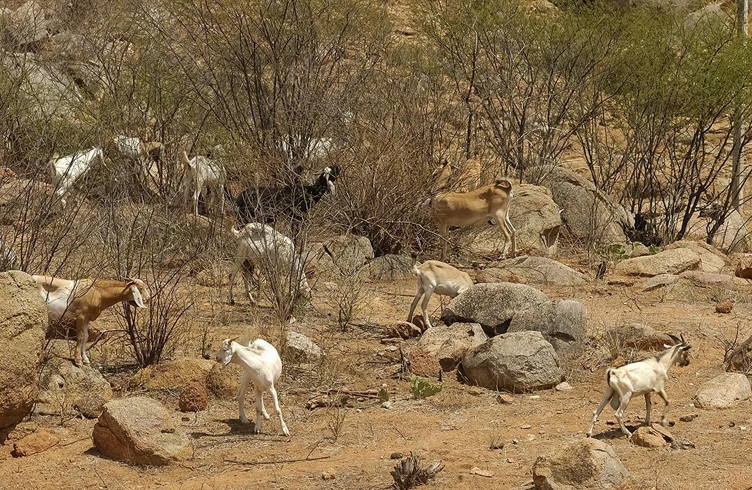 Cabras na região do Cariri, de clima semiárido, no bioma Caatinga brasileiro. Sumé, Paraíba, Brasil