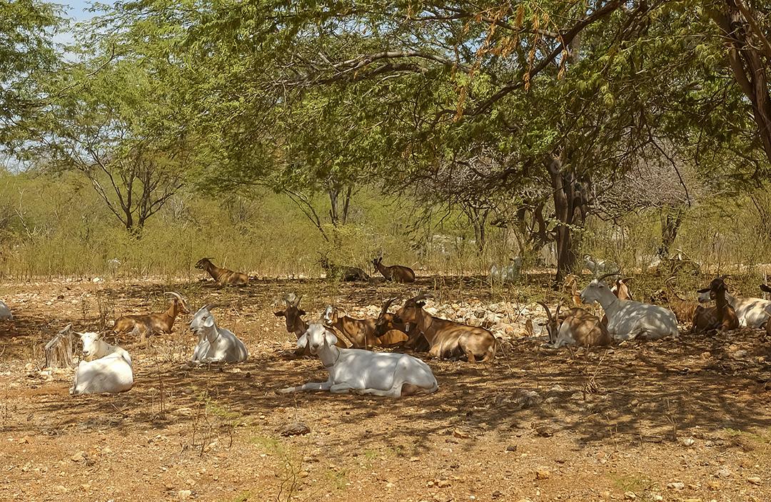 Cabras na região do Cariri, de clima semiárido, no bioma Caatinga brasileiro. Sumé, Paraíba, Brasil