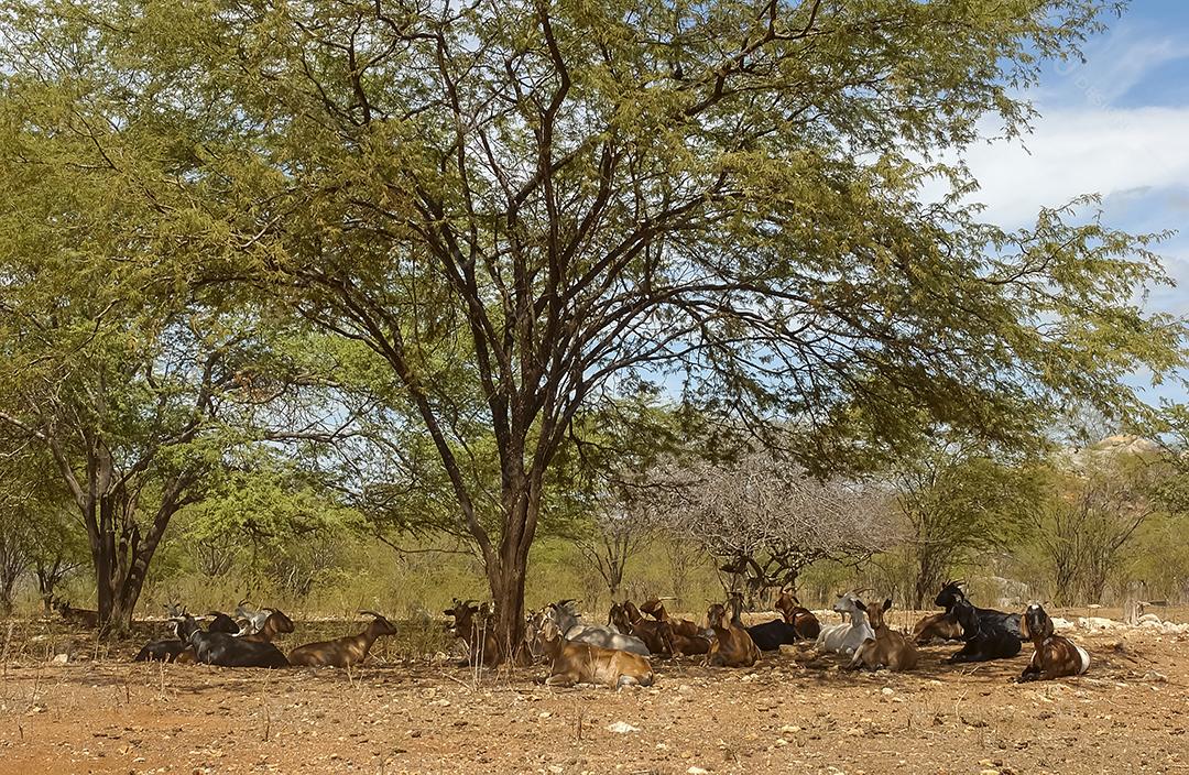 Cabras na região do Cariri, de clima semiárido, no bioma Caatinga brasileiro. Sumé, Paraíba, Brasil