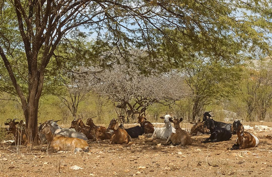 Cabras na região do Cariri, de clima semiárido, no bioma Caatinga brasileiro. Sumé, Paraíba, Brasil