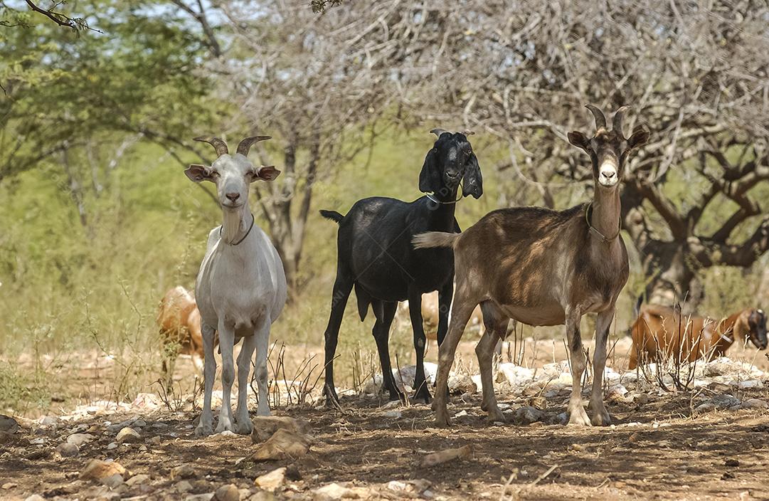 Cabras na região do Cariri, de clima semiárido, no bioma Caatinga brasileiro. Sumé, Paraíba, Brasil