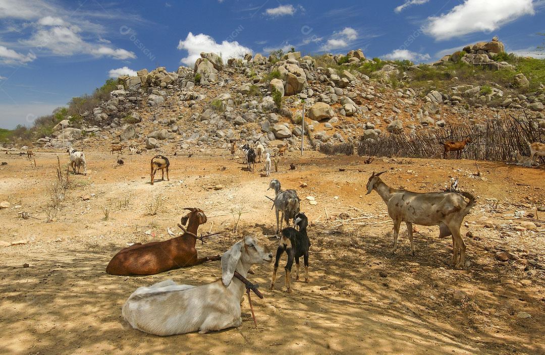 Cabras na região do Cariri, de clima semiárido, no bioma Caatinga brasileiro. Sumé, Paraíba, Brasil