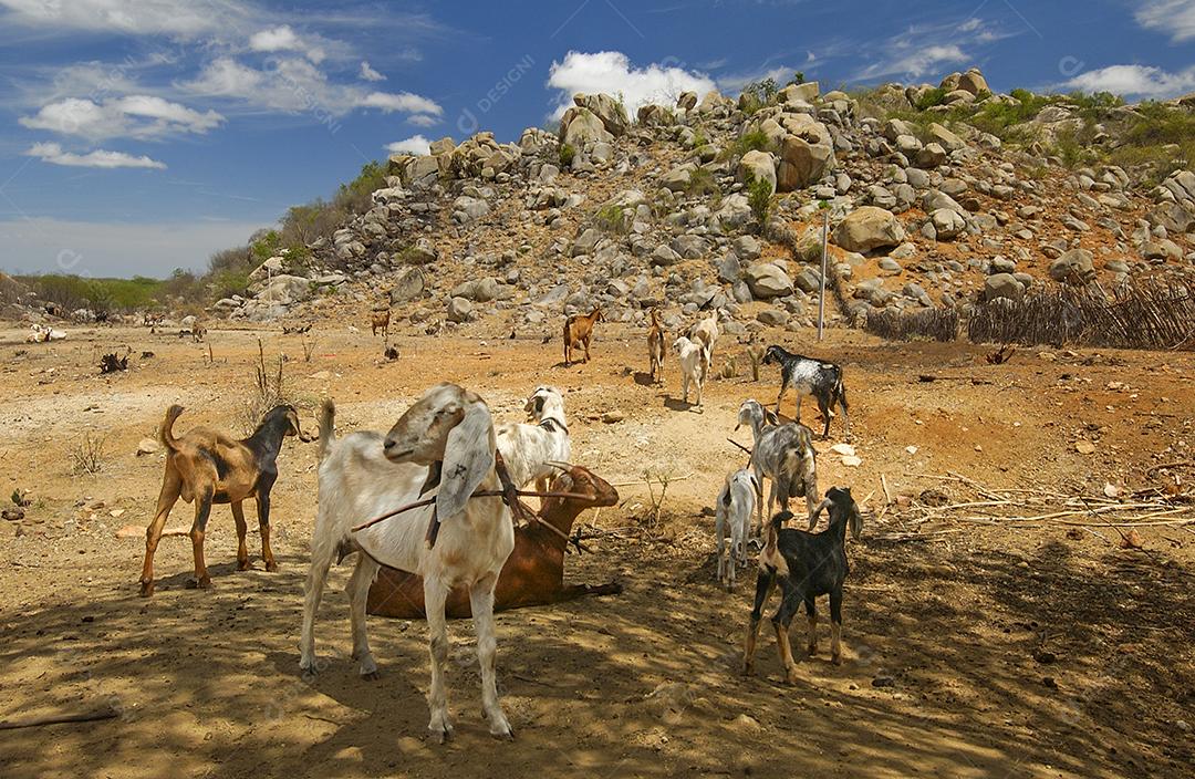 Cabras na região do Cariri, de clima semiárido, no bioma Caatinga brasileiro. Sumé, Paraíba, Brasil