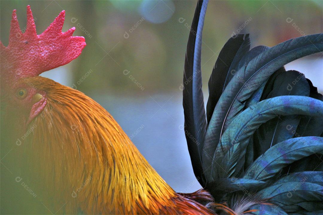 Penas de galinha galo animal andando sobre terreiro