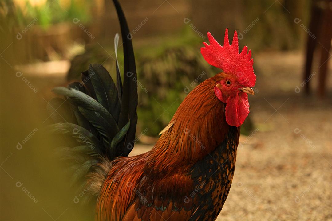 Penas de galinha galo animal andando sobre terreiro