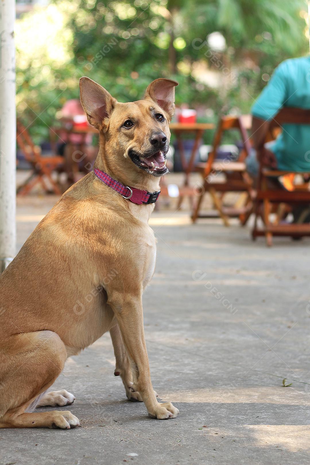 Cachorro animal sentado sobre chão