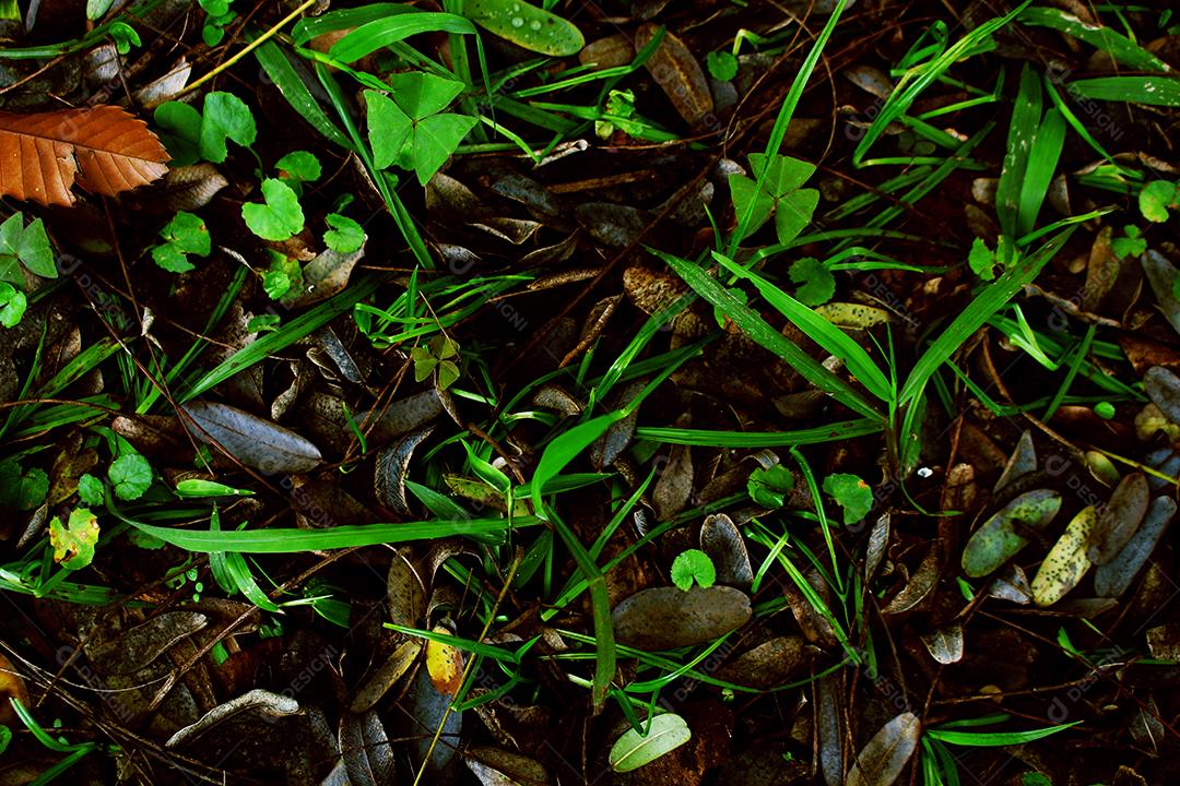 grama e folha seca na terra