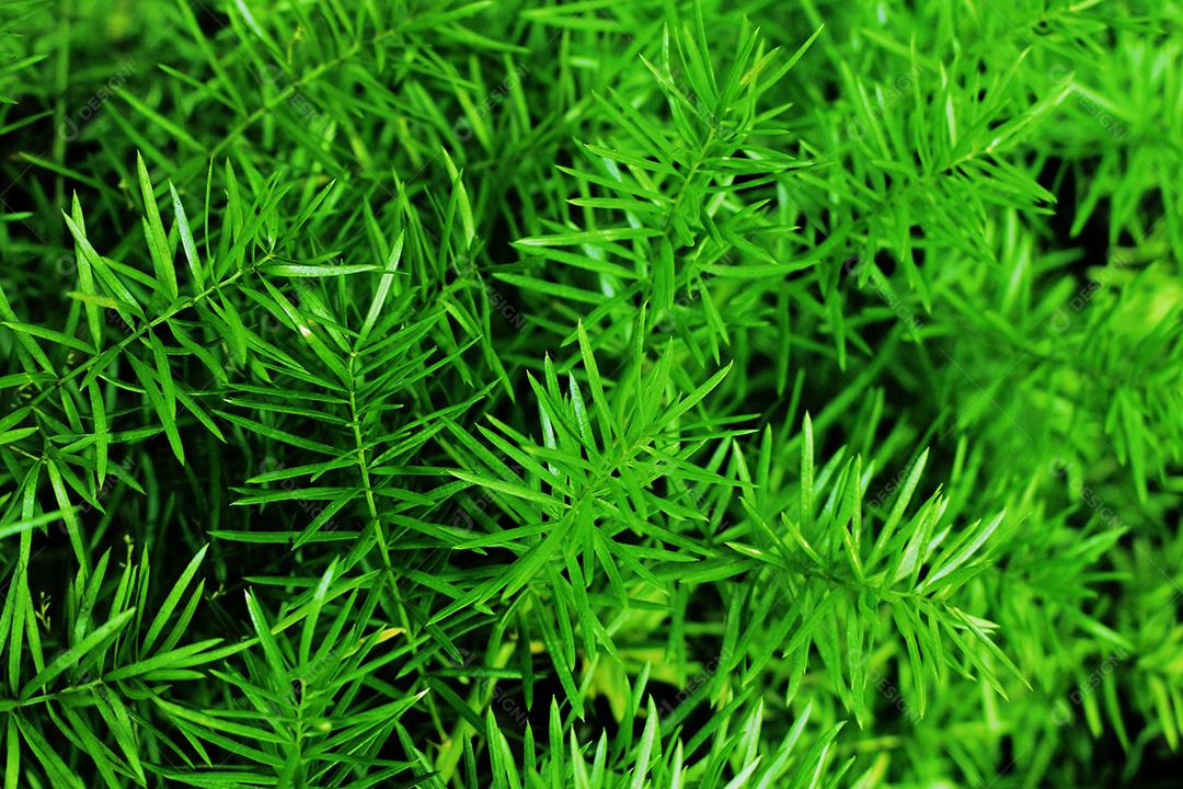 textura de grama verde