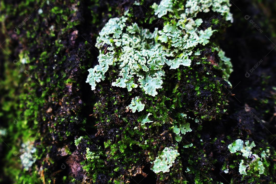 musgo verde na textura da árvore