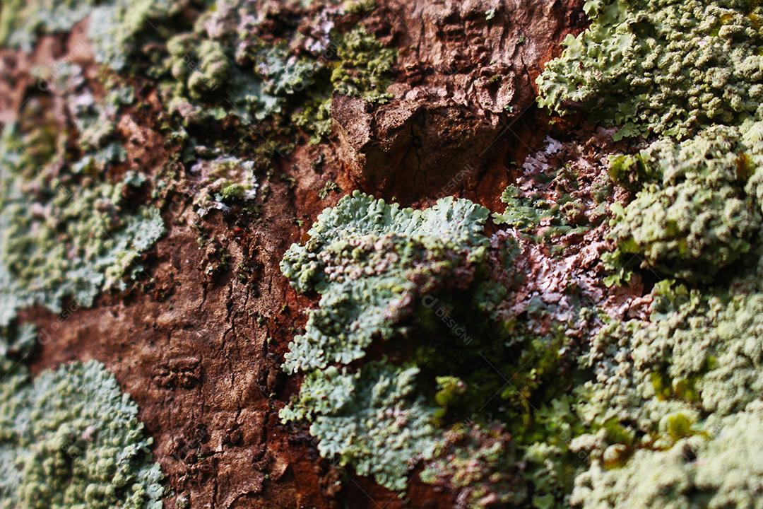 musgo verde na textura da árvore