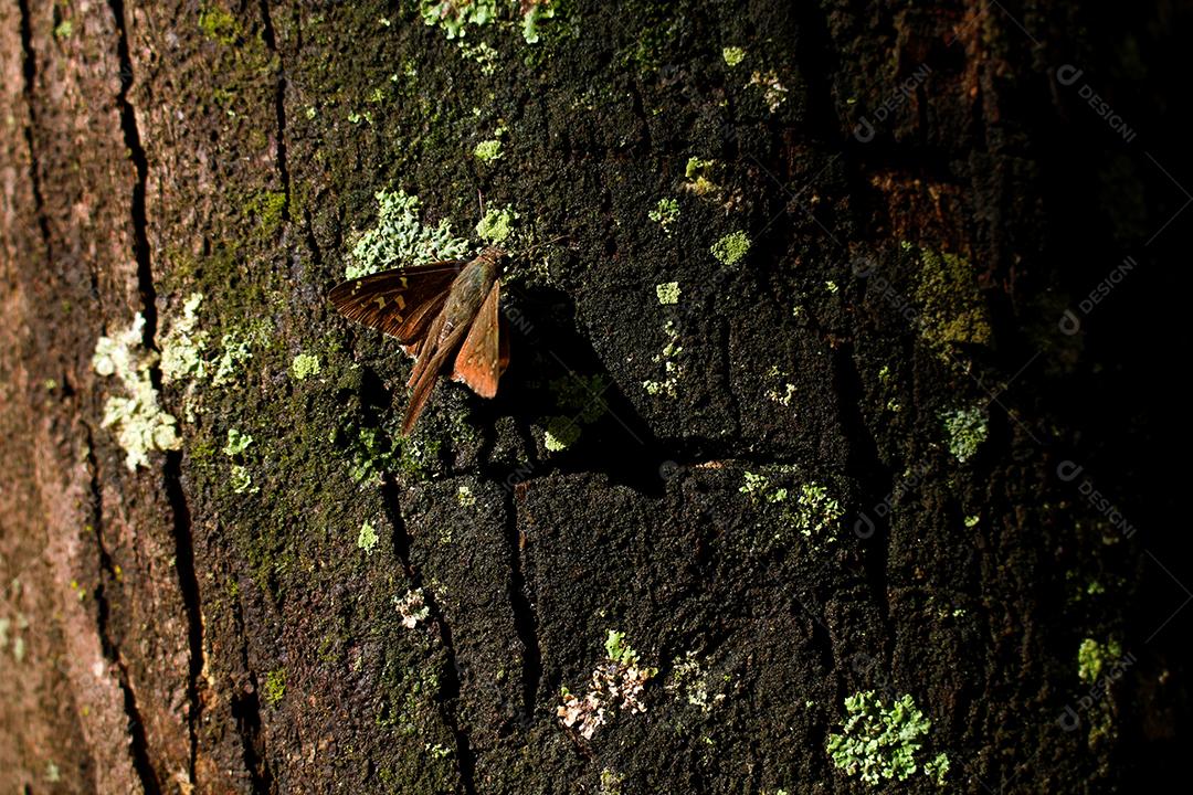 mariposa no fundo da árvore