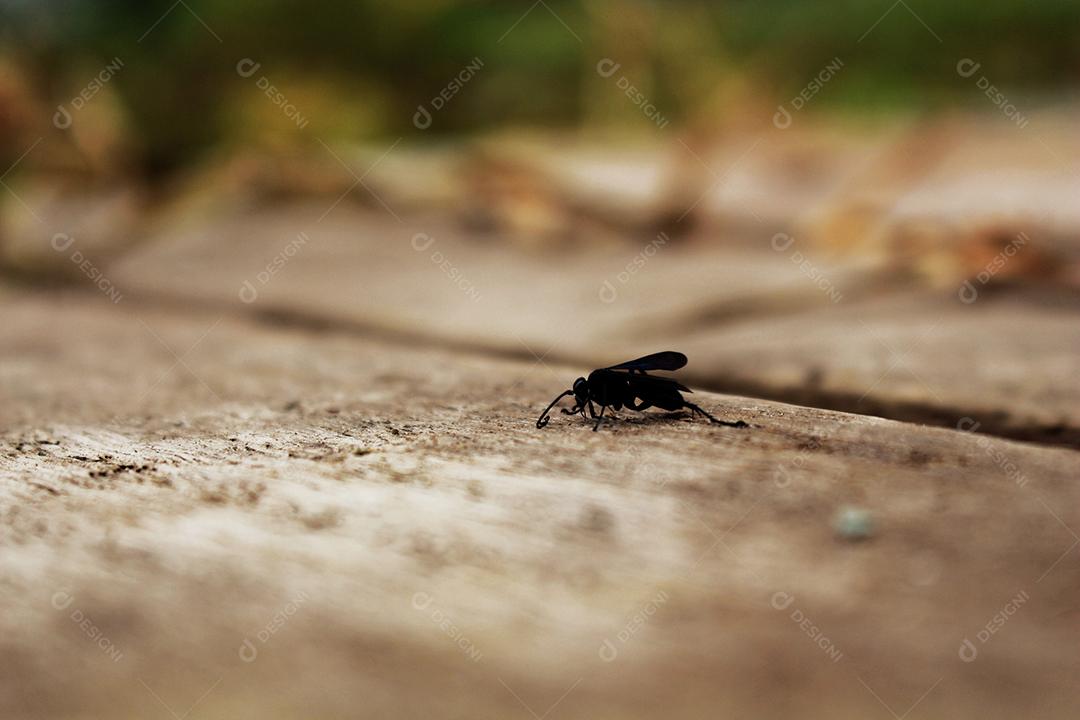 Inseto sobre um fundo desfocado floresta