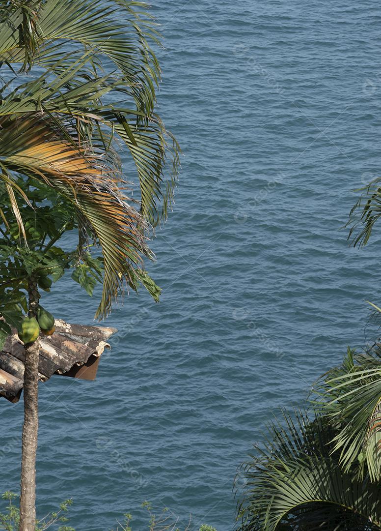 Palmeiras e telhado de uma casa à beira-mar.