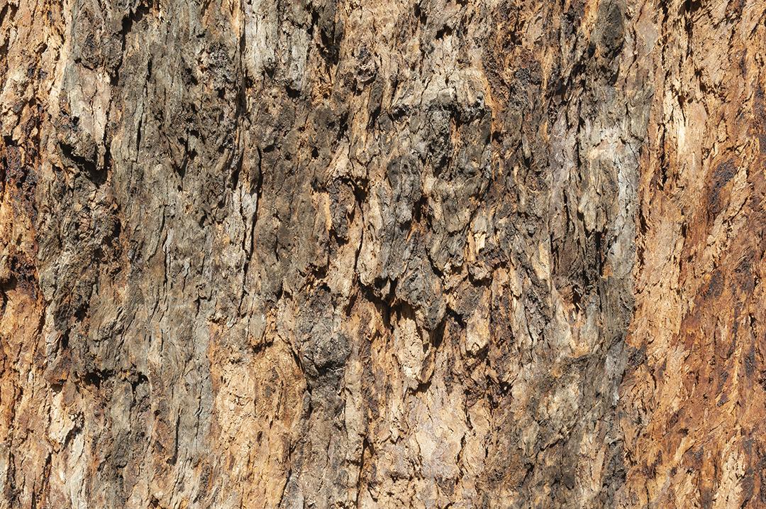 Textura de casca de árvore. Cenário de madeira.