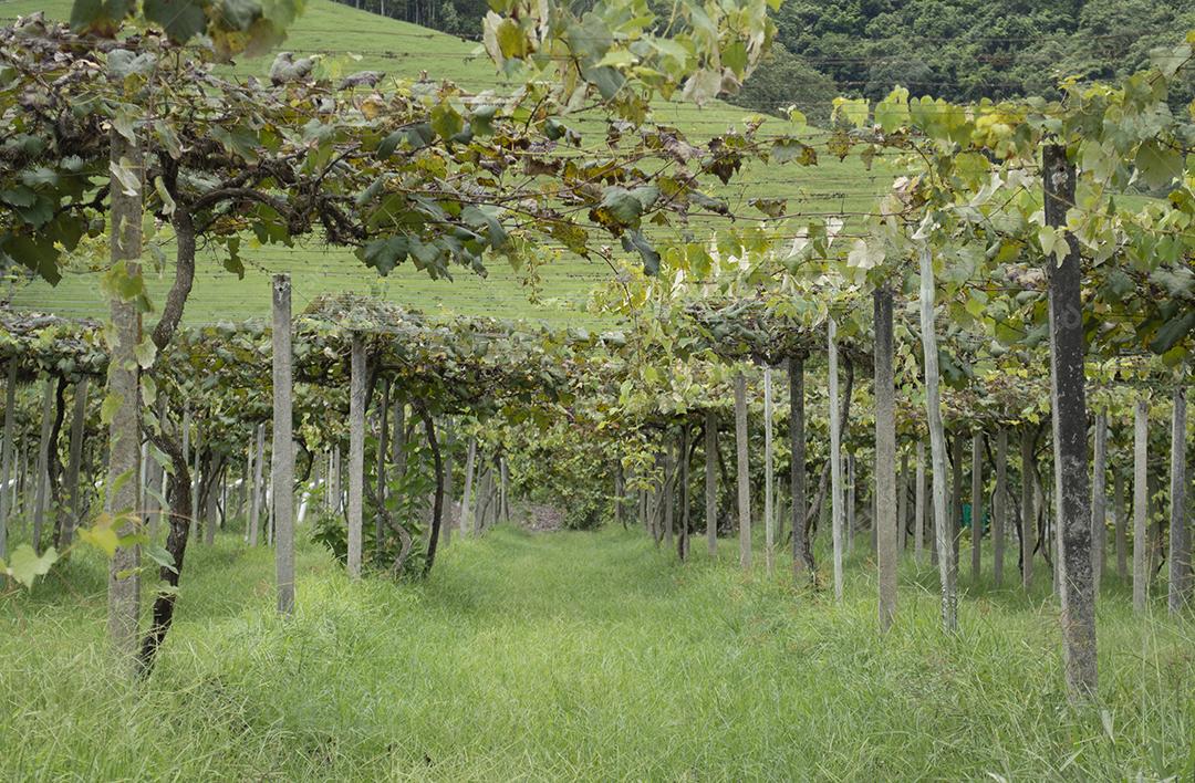 Vinhedo em um campo no sul do Brasil.